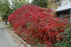 Staghorn Sumac (Rhus typhina) at Make It Green Garden Centre