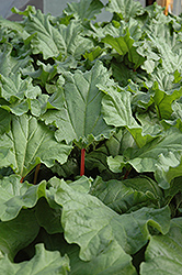 Canada Red Rhubarb (Rheum 'Canada Red') at Make It Green Garden Centre