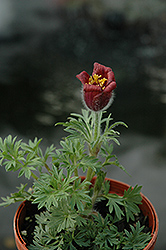 Red Bells Pasqueflower (Pulsatilla vulgaris 'Rote Glocke') at Make It Green Garden Centre