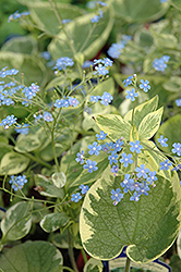 Hadspen Cream Bugloss (Brunnera macrophylla 'Hadspen Cream') at Lurvey Garden Center