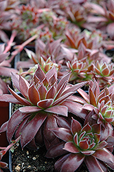 Pacific Sexy Hens And Chicks (Sempervivum 'Pacific Sexy') at Make It Green Garden Centre