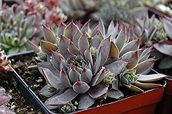 Big Blue Hens And Chicks (Sempervivum 'Big Blue') at Make It Green Garden Centre