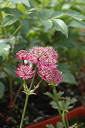 Claret Masterwort (Astrantia major 'Claret') at Lurvey Garden Center