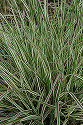 Variegated Reed Grass (Calamagrostis x acutiflora 'Overdam') at Make It Green Garden Centre