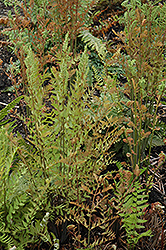 Royal Fern (Osmunda regalis) at Make It Green Garden Centre