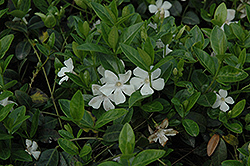 White Periwinkle (Vinca minor 'Alba') at Make It Green Garden Centre