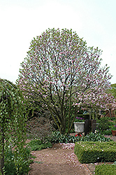 Alexandrina Saucer Magnolia (Magnolia x soulangeana 'Alexandrina') at Make It Green Garden Centre