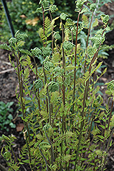 Hay-Scented Fern (Dennstaedtia punctilobula) at Make It Green Garden Centre