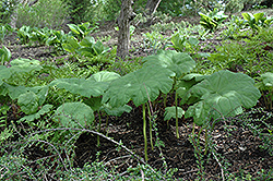 Astilboides (Astilboides tabularis) at Make It Green Garden Centre