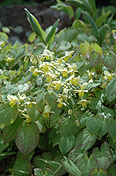 Yellow Barrenwort (Epimedium x versicolor 'Sulphureum') at Make It Green Garden Centre