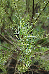 Rosemary Willow (Salix elaeagnos) at Make It Green Garden Centre