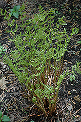 Marginal Wood Fern (Dryopteris marginalis) at Lurvey Garden Center