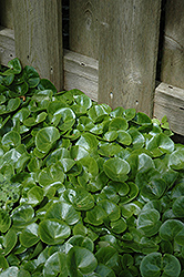 European Wild Ginger (Asarum europaeum) at Lurvey Garden Center