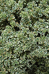 Variegated Boxwood (Buxus sempervirens 'Variegata') at Make It Green Garden Centre
