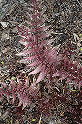 Burgundy Lace Painted Fern (Athyrium nipponicum 'Burgundy Lace') at Make It Green Garden Centre