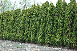 Hetz Wintergreen Arborvitae (Thuja occidentalis 'Hetz Wintergreen') at Lurvey Garden Center