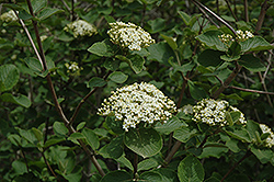 Wayfaring Tree (Viburnum lantana) at Make It Green Garden Centre