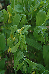 Great Merrybells (Uvularia grandiflora) at Make It Green Garden Centre
