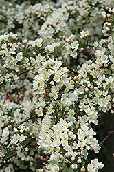 Tina Flowering Crab (Malus sargentii 'Tina') at Lurvey Garden Center