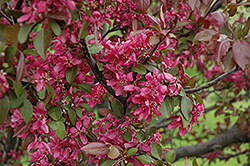 Profusion Flowering Crab (Malus 'Profusion') at Make It Green Garden Centre