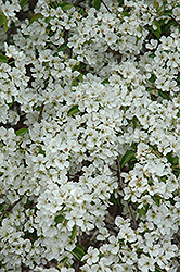 Korean Sun Pear (Pyrus fauriei 'Westwood') at Lurvey Garden Center