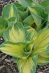 Great Expectations Hosta (Hosta 'Great Expectations') at Make It Green Garden Centre