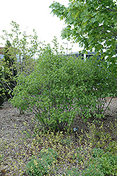 Red Regal Viburnum (Viburnum dentatum 'Red Regal') at Lurvey Garden Center