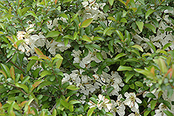 Jet Trail Flowering Quince (Chaenomeles x superba 'Jet Trail') at Lurvey Garden Center