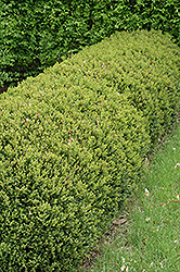 Green Gem Boxwood (Buxus 'Green Gem') at Make It Green Garden Centre