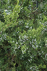 Fairview Juniper (Juniperus chinensis 'Fairview') at Make It Green Garden Centre