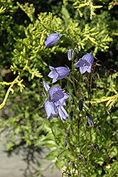 Bavaria Blue Creeping Bellflower (Campanula cochleariifolia 'Bavaria Blue') at Make It Green Garden Centre