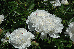 Festiva Supreme Peony (Paeonia 'Festiva Supreme') at Lurvey Garden Center