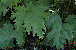 Ornamental Rhubarb (Rheum palmatum 'var. tanguticum') at Make It Green Garden Centre