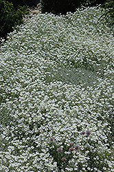 Snow-In-Summer (Cerastium tomentosum) at Make It Green Garden Centre