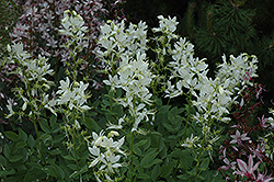 Albiflorus Gas Plant (Dictamnus albus 'Albiflorus') at Make It Green Garden Centre