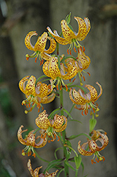 Guinea Gold Martagon Lily (Lilium martagon 'Guinea Gold') at Make It Green Garden Centre