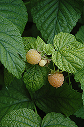 Fall Gold Raspberry (Rubus 'Fall Gold') at Make It Green Garden Centre