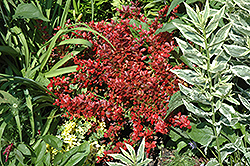 Cherry Bomb Japanese Barberry (Berberis thunbergii 'Monomb') at Make It Green Garden Centre