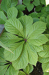 Chestnut Rodgersia (Rodgersia aesculifolia) at Make It Green Garden Centre