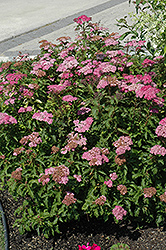 Crispa Spirea (Spiraea x bumalda 'Crispa') at Lurvey Garden Center