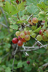 Pixwell Gooseberry (Ribes 'Pixwell') at Make It Green Garden Centre