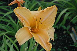 Ruffled Apricot Daylily (Hemerocallis 'Ruffled Apricot') at Lurvey Garden Center