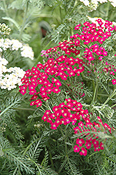 Fire King Yarrow (Achillea millefolium 'Fire King') at Lurvey Garden Center