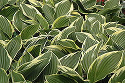 Golden Variegated Hosta (Hosta fortunei 'Aureomarginata') at Lurvey Garden Center