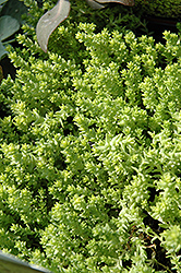 Golden Moss Stonecrop (Sedum acre 'Aureum') at Make It Green Garden Centre