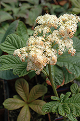 Elegans Rodgersia (Rodgersia pinnata 'Elegans') at Lurvey Garden Center