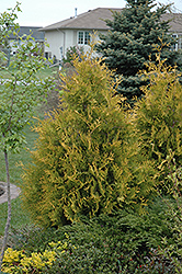 Yellow Ribbon Arborvitae (Thuja occidentalis 'Yellow Ribbon') at Make It Green Garden Centre