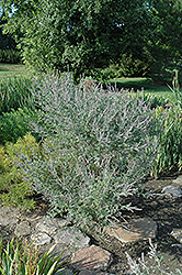 Wild Indigo Bush (Amorpha canescens) at Lurvey Garden Center