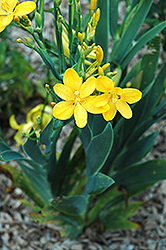 Hello Yellow Blackberry Lily (Belamcanda chinensis 'Hello Yellow') at Make It Green Garden Centre