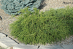 Mops Falsecypress (Chamaecyparis pisifera 'Mops') at Make It Green Garden Centre